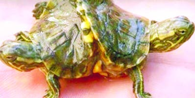 Una tortuga con 2 cabezas, 6 patas y un caparazón