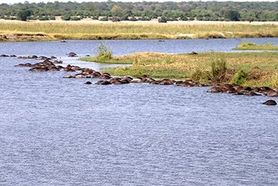 Cientos de búfalos mueren al tratar de cruzar un río