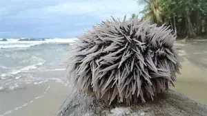 Denuncian explotación indiscriminada de erizos y otras especies marinas en costas de Puerto Plata