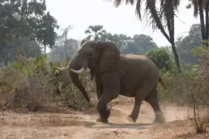 Auto choca con elefante y el paquidermo mata al conductor