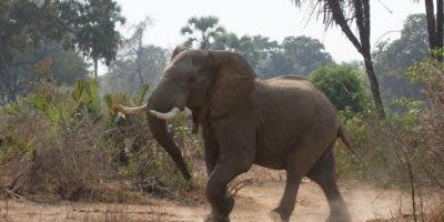 Auto choca con elefante y el paquidermo mata al conductor