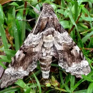 Alelíes y orugas forman una mutual hasta dar flores y mariposas