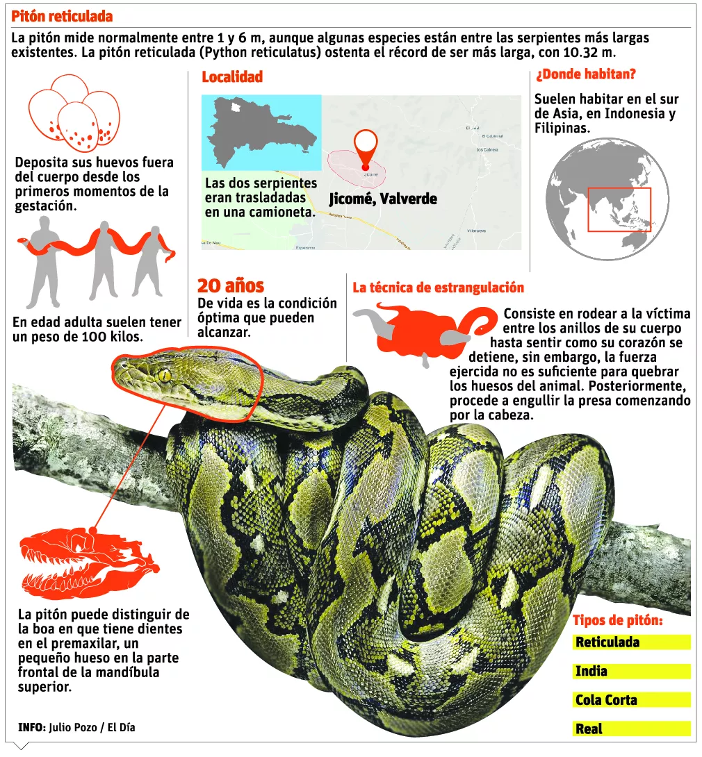 Entrada serpientes pitón está prohibida en el país