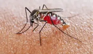 Epidemiólogos advierten brotes de enfermedades tras el paso de la tormenta Laura