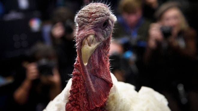Thanksgiving: 5 tradiciones del Día de Acción de Gracias en Estados Unidos (además de comer pavo)