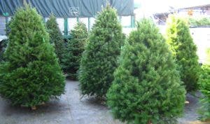 El pino es el árbol que simboliza parte de la tradición de Navidad