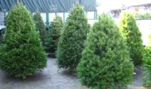 El pino es el árbol que simboliza parte de la tradición de Navidad