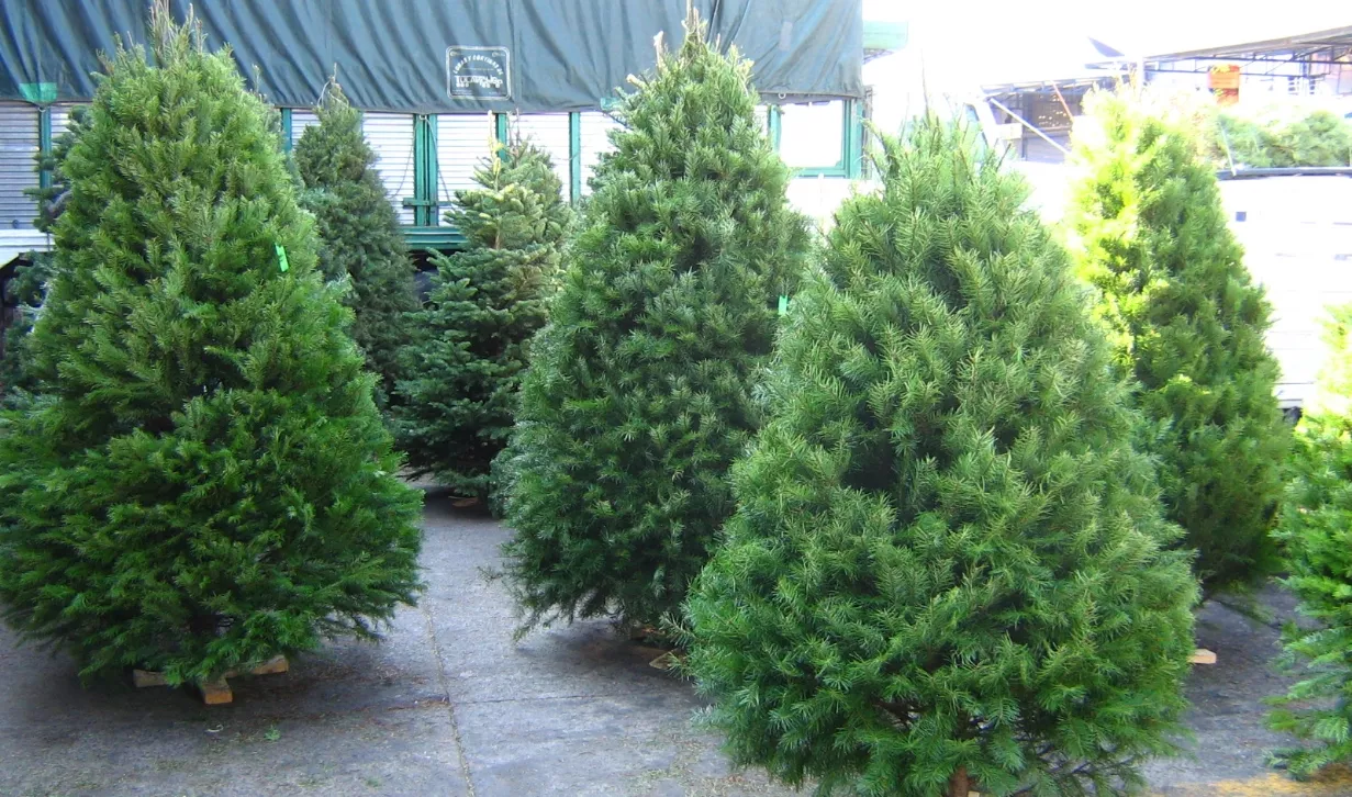 El pino es el árbol que simboliza parte de la tradición de Navidad