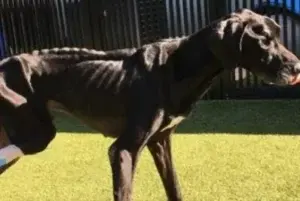 Un perro se come su propia pata para sobrevivir