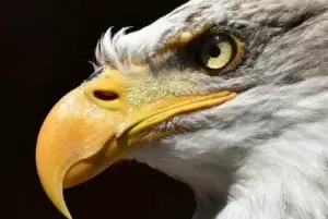 Las aves podrían tener ‘gafas de sol’ natural