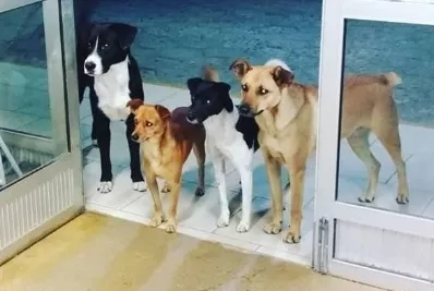 Perros esperan a dueño en puerta de hospital