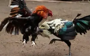 Arrestan a 182 por peleas de gallos en España