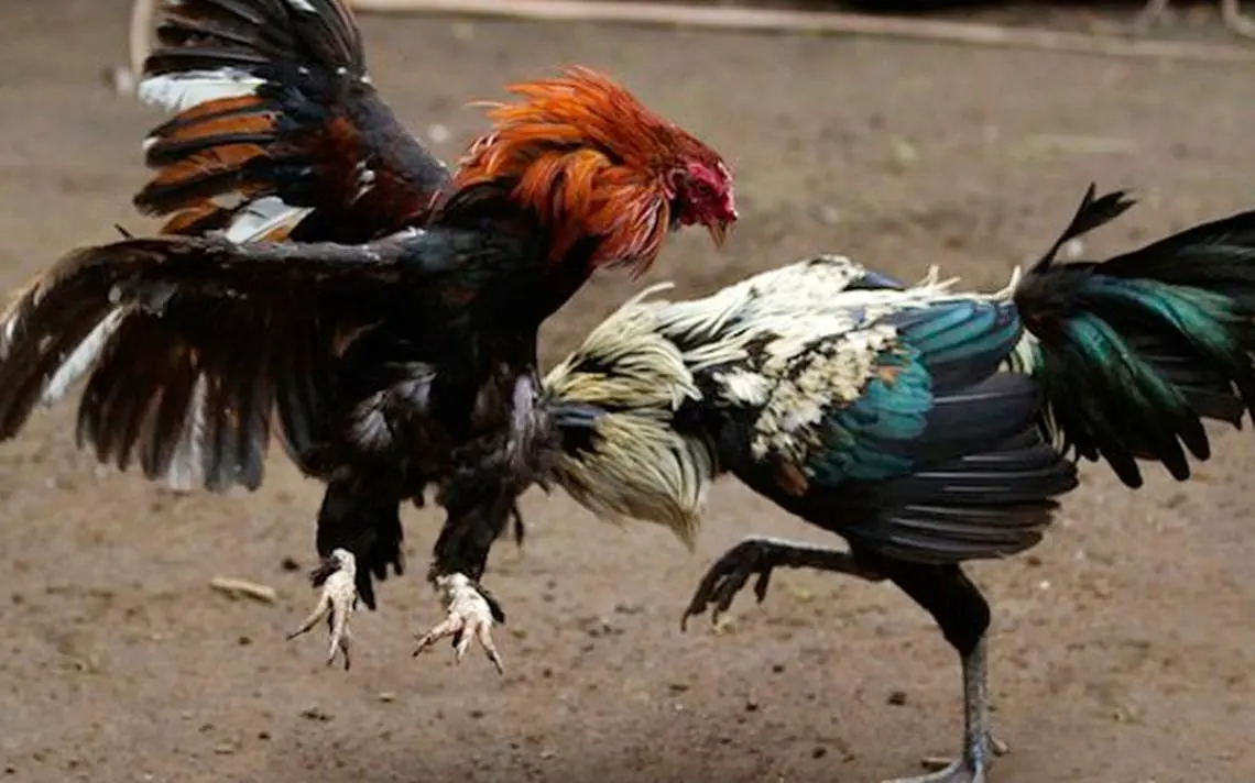 EEUU Congreso aprueba medida para prohibir peleas de gallos