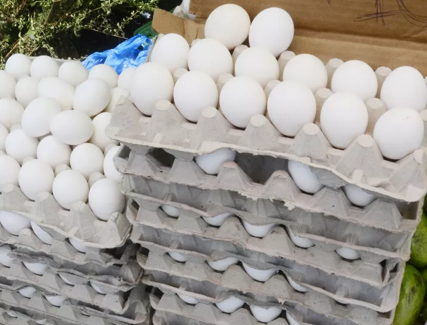 Procompetencia investiga mercado de producción y comercialización de huevos