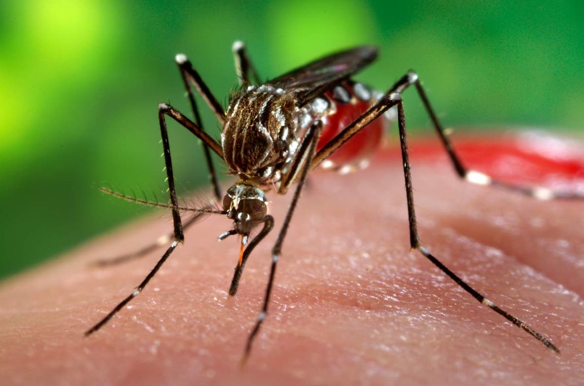 Chanel Rosa dice hospitales infantiles saturados con casos de dengue