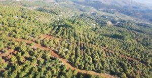 El aguacate, un guardián fronterizo