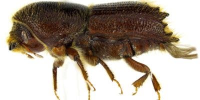 Insecto ataca miles de tareas de pino en el Cibao