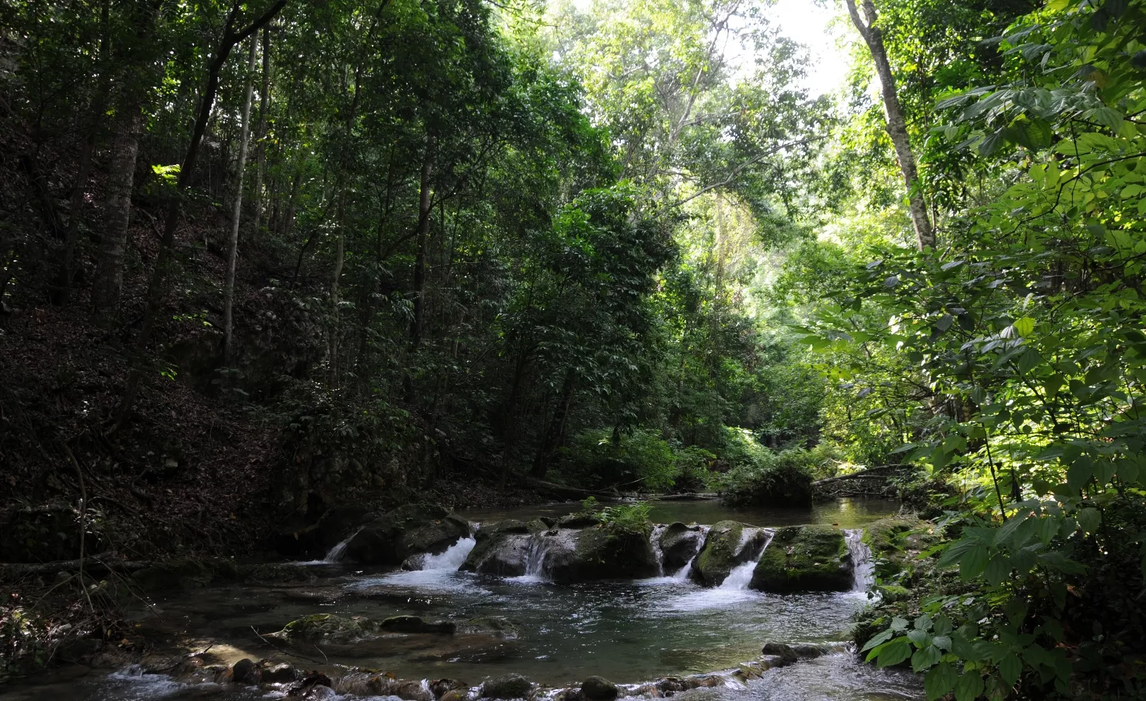 República Dominicana  se encamina a ser un reservorio de carbono