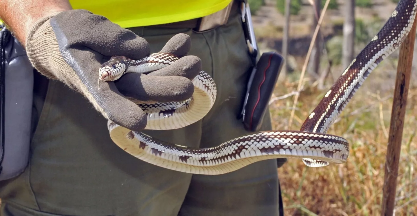 ¿Cómo actuar al ser sorprendidos por especies peligrosas?