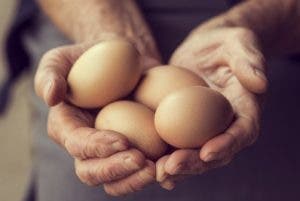 Gallinas ponen huevos para combatir cáncer