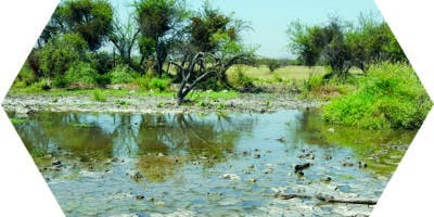Los humedales actúan como esponjas en las cuencas fluviales