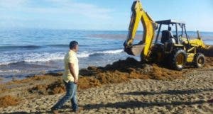 Empresarios y autoridades emprenden operativo de limpieza de algas marinas en playas de Cabarete