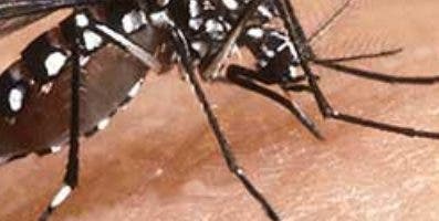 Sociedad de vacunología pide aprobación de vacuna contra el dengue