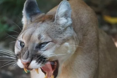 Media en pelea entre perros y uno era un puma