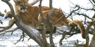 Hombre luchó contra un puma y lo asfixió