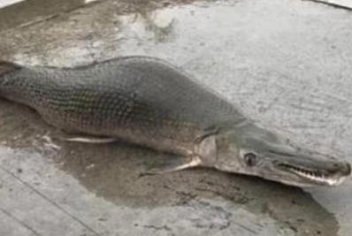 Extraña criatura fue hallada en un lago de China