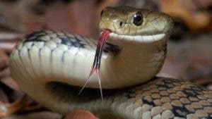 Policías usaron una serpiente para lograr que presunto ladrón de celulares confesara robo