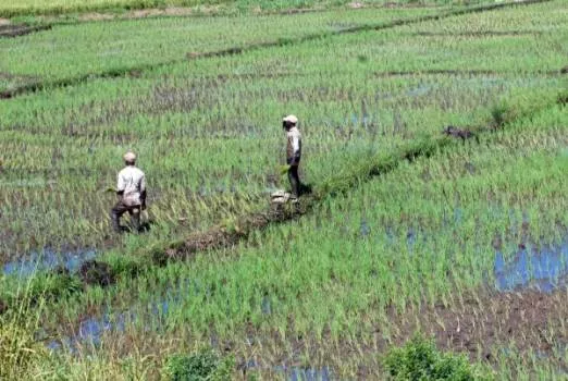 FAO: biodiversidad que sostiene alimentación en el mundo se está perdiendo