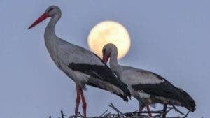 Equinoccio de primavera y otoño: qué es la «luna de gusano», la superluna que no se ve desde hace casi 40 años