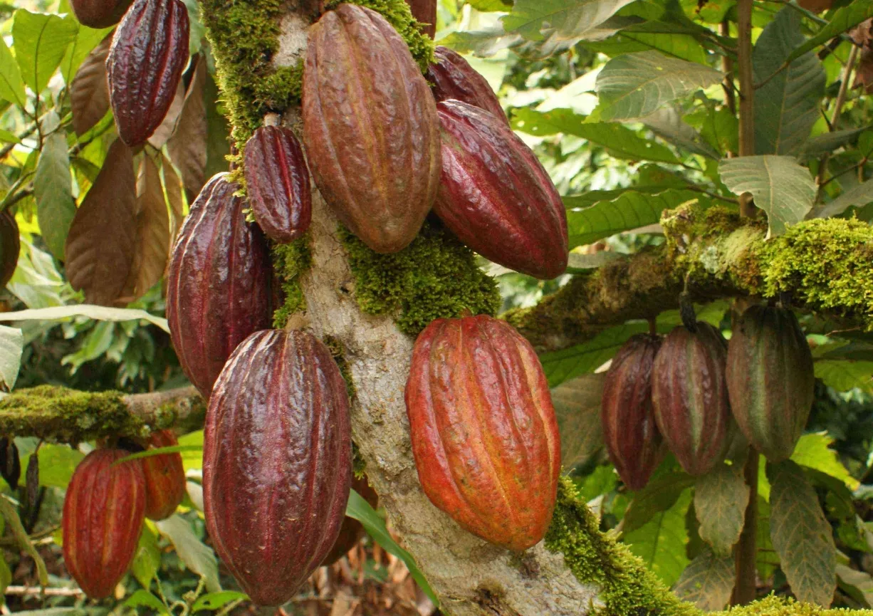 Empresas disminuyen la exportación de cacao