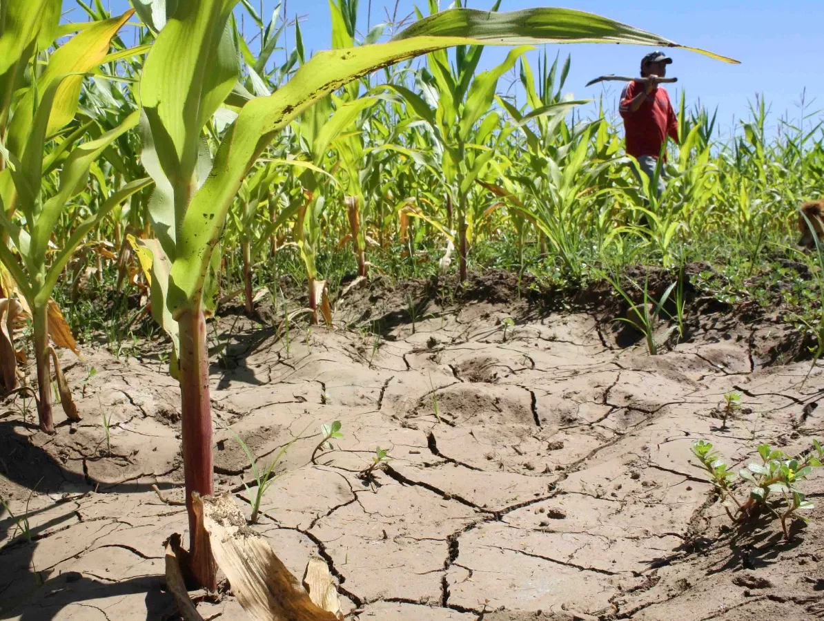 La sequía amenaza la producción agrícola