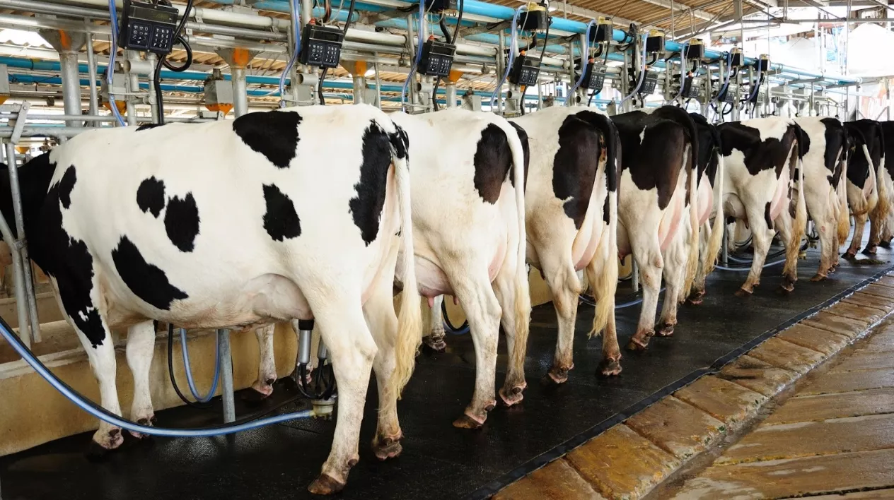 Ganaderos demandan aumento en precios leche