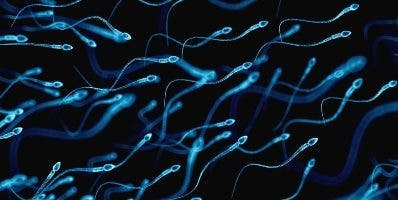 Congelan semen por 50 años y aun sigue útil