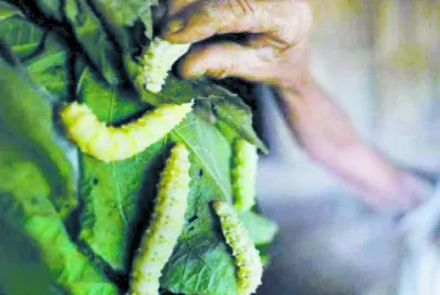 Comió cientos gusanos para curarse cáncer