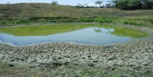 Las vacas linieras ‘en vez de leche dan pena’ por falta de agua y comida