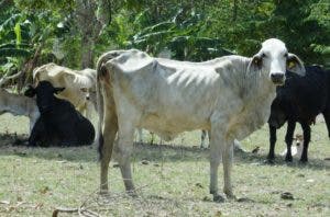 Las vacas se consumen por la ausencia de pasto en la tierra.