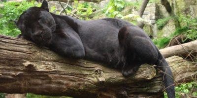 Joven fue atacada por un jaguar tras saltar una valla del zoológico para tomarse un selfie