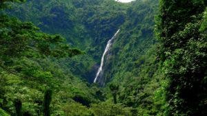 Día Internacional de los Bosques