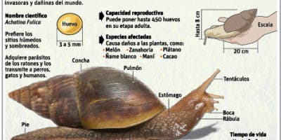 El caracol gigante no es de gran peligro para República Dominicana