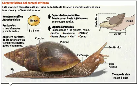 El caracol gigante no es de gran peligro para República Dominicana