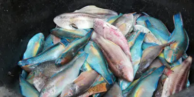 Gobierno emite decreto establece veda por dos años pesca de varias especies
