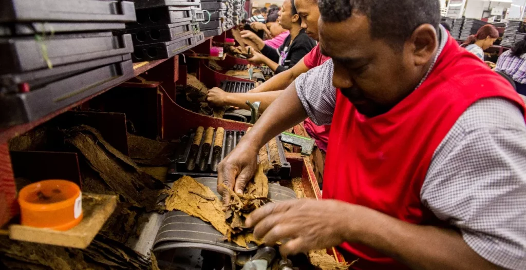 Exportaciones de tabaco de RD aumentan un 86% entre enero y junio
