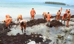 Sargazos son retirados en mayor parte de la playa de Boca Chica