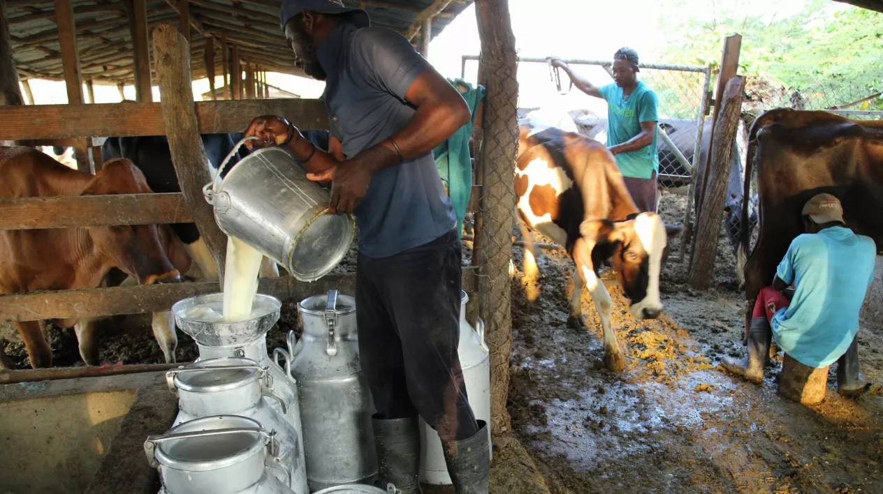 Ganaderos exigen ajuste al precio de la leche