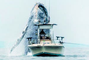 Una enorme ballena sorprende a un pescador