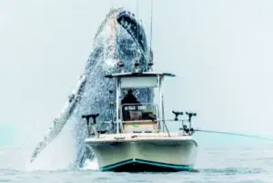 Una enorme ballena sorprende a un pescador